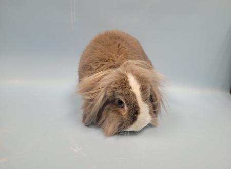 A grey and white lionhead rabbit