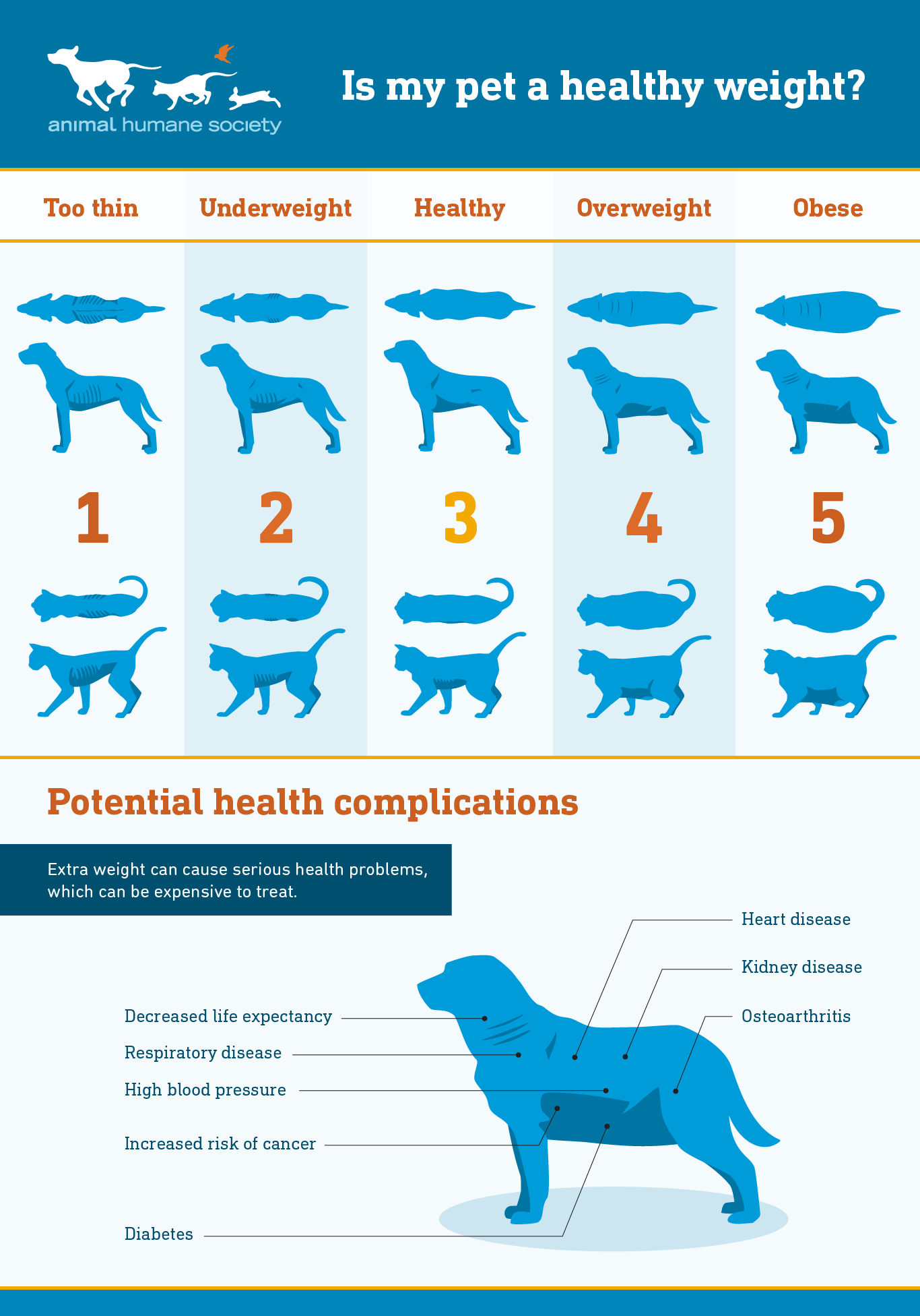 How to Determine Your Dog's Ideal Weight