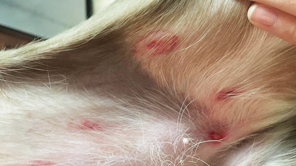 Could you recognize this common bug bite on your pet? | Animal Humane  Society