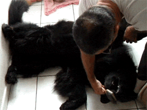 Long haired dog with black fur being groomed