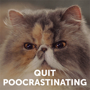 Quit poocrastinating cat