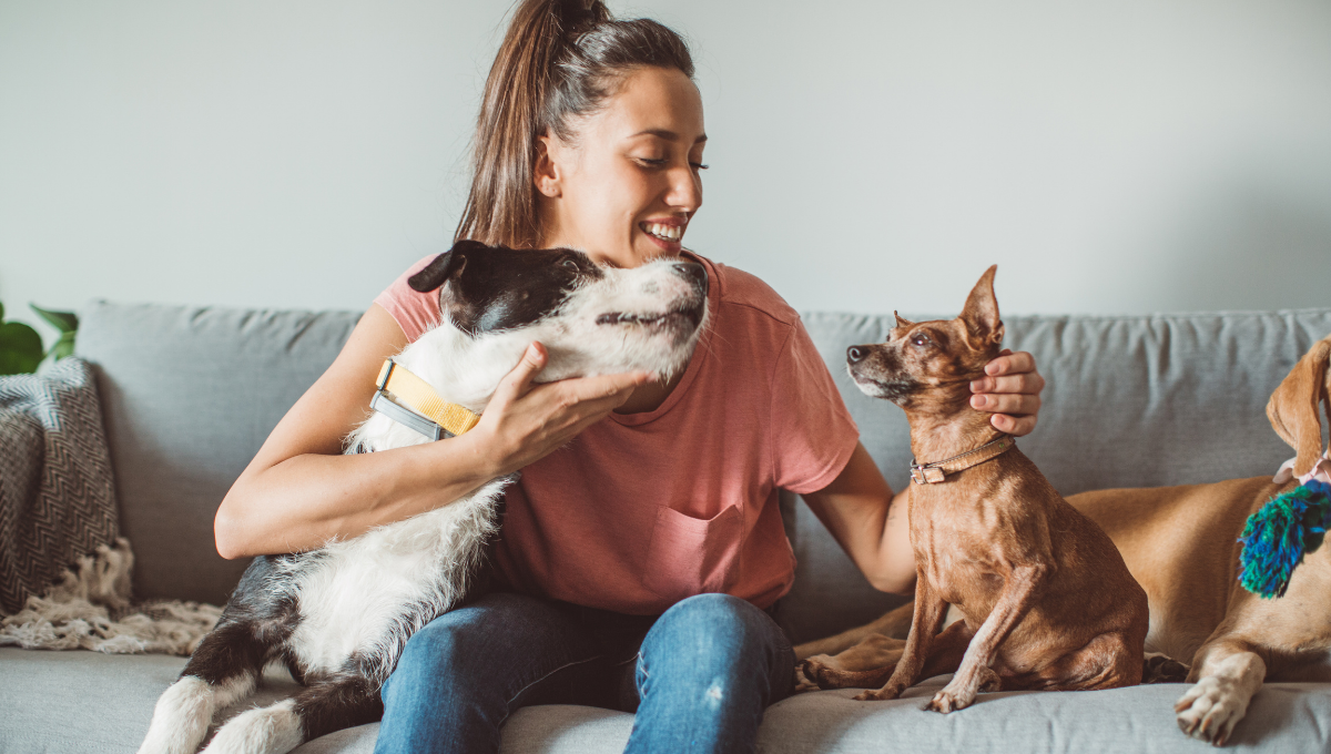 Pet-sitting vs. boarding: Which is right for your pet? | Animal Humane  Society