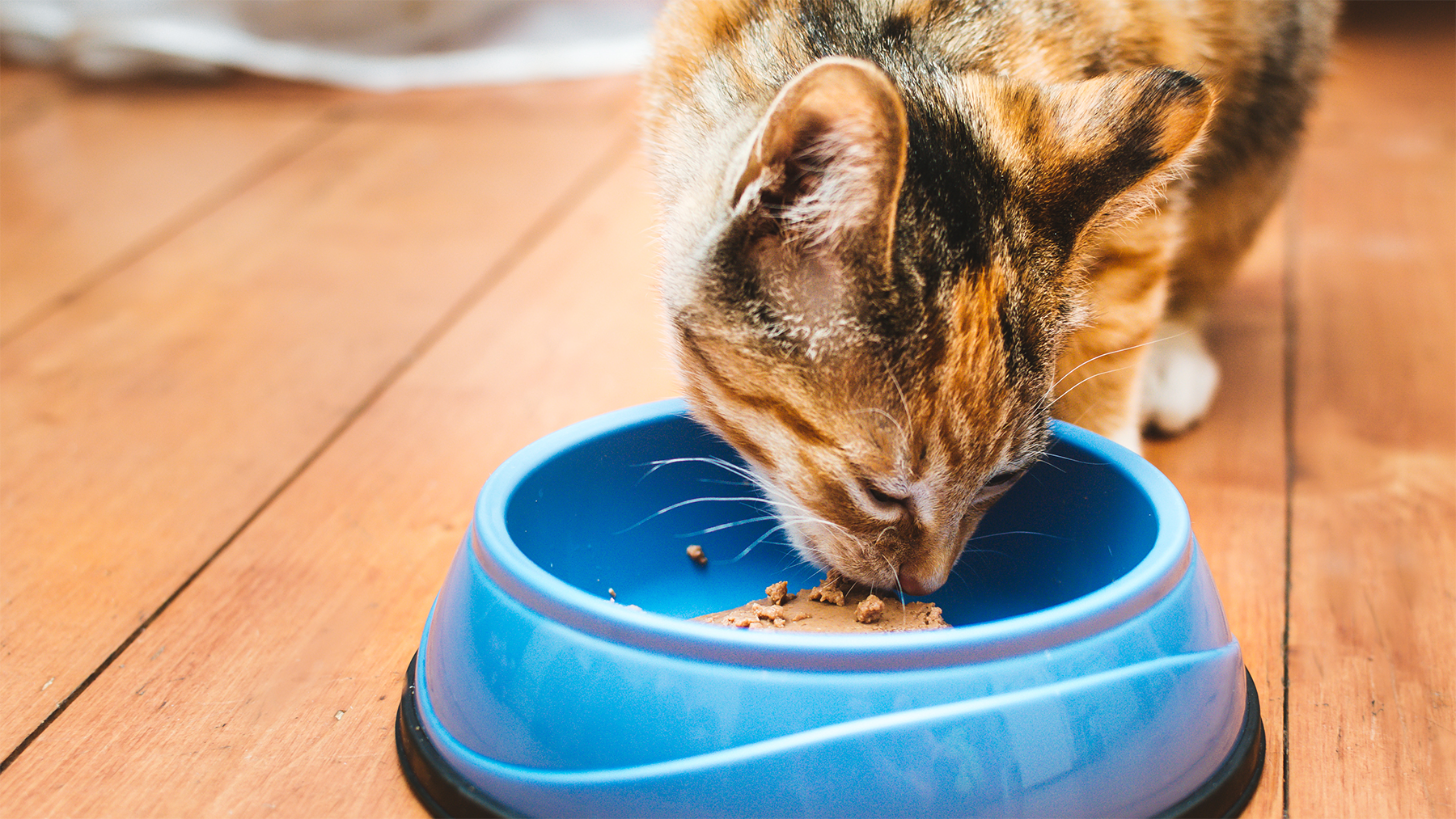 Choosing the right food for your dog or cat | Animal Humane Society