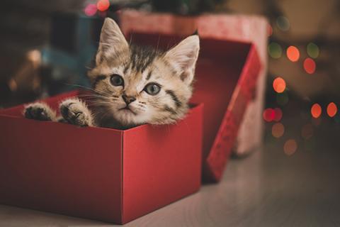 Cute kitten in a present