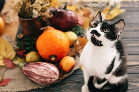 Thanksgiving cat