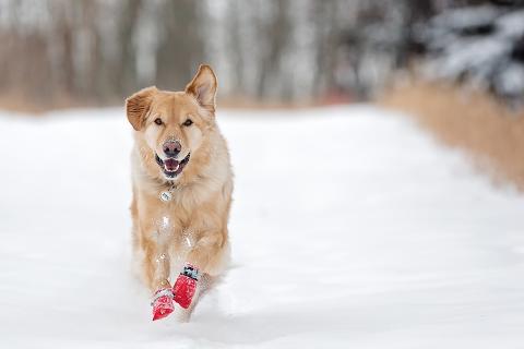 Dog in snow boots