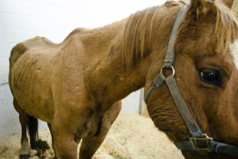 Horse seized in North Branch cruelty case, charges pending