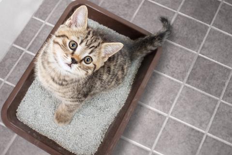 Kitten in litterbox