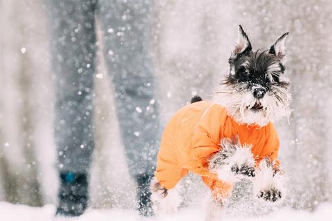 Miniature Schnauzer Dog Playing In Snow
