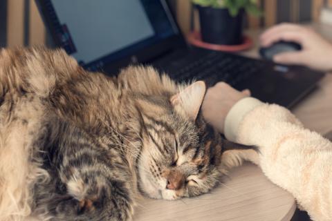 Long-haired cat sleeping by laptop
