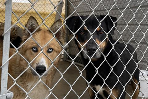 Two dogs sharing a kennel at El Paso Animal Services shelter
