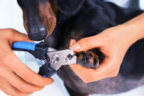 A dog receiving a nail trim