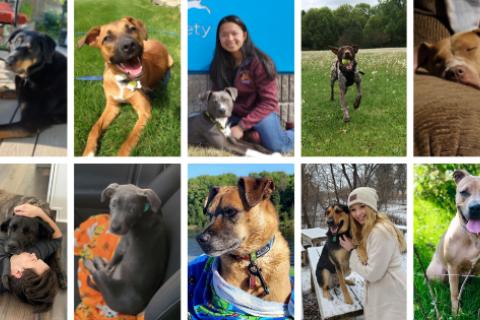 Collage of our top 10 dog adoptions stories of 2021 so far