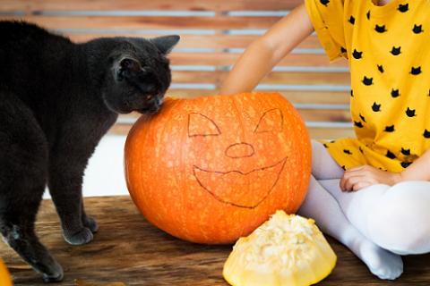 A young girl carves a pumpkin with a cat nearby