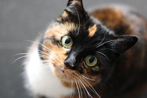 A calico cat with green eyes looks up at the camera