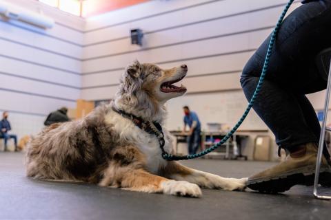 A dog learns to lay down at AHS Training School