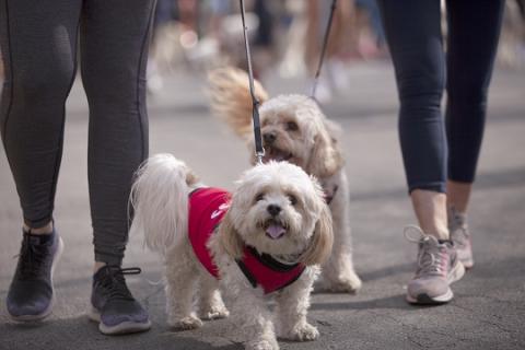 Two small dogs at the Walk for Animals