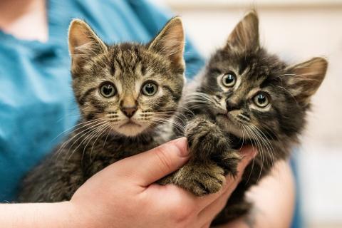 Two young kittens are held by AHS staff