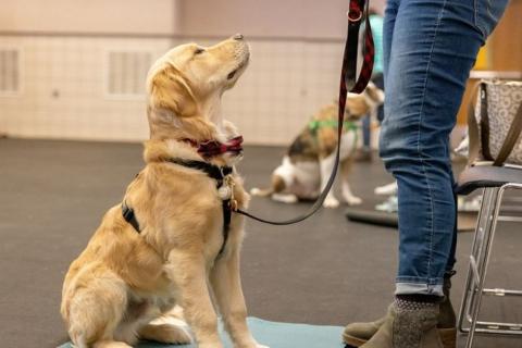 Tips for training your dog to become a Canine Good Citizen