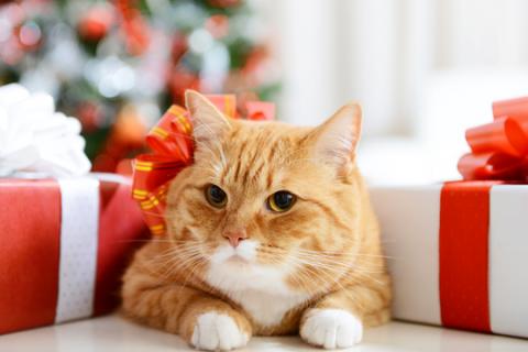 Orange cat by red and white Christmas presents