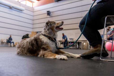 A dog in a training class at Animal Humane Society