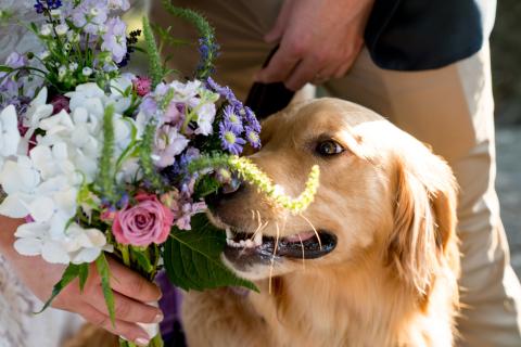 dog sniffing a wedding bouquet
