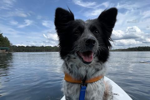 Black and white dog on a paddle board