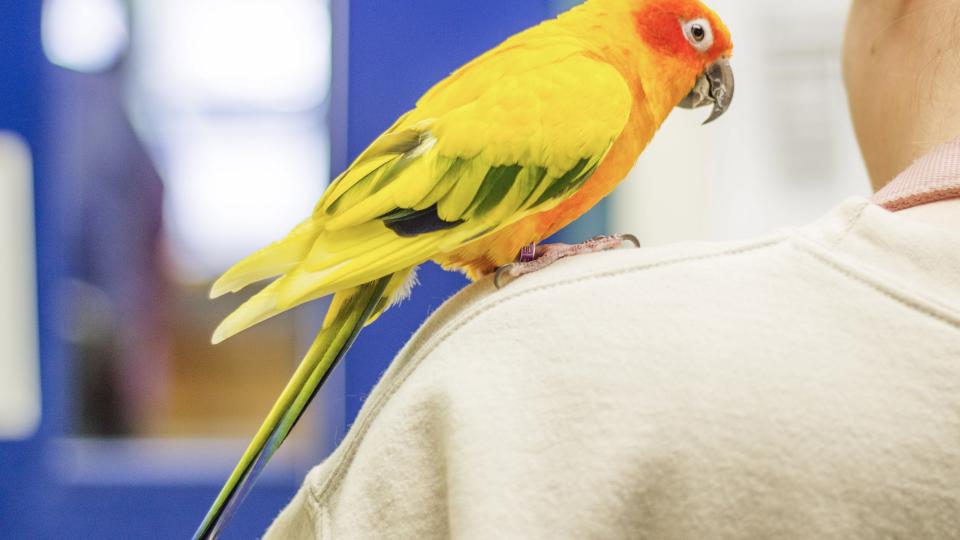 Conure sitting on person's shoulder