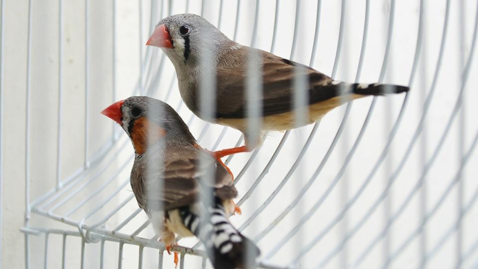Finches in cage