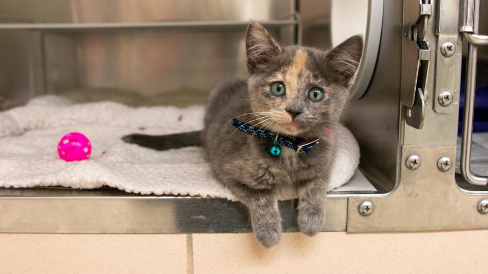 Special Kitten Adoption Event hosted Sunday, April 18 | Animal Humane  Society