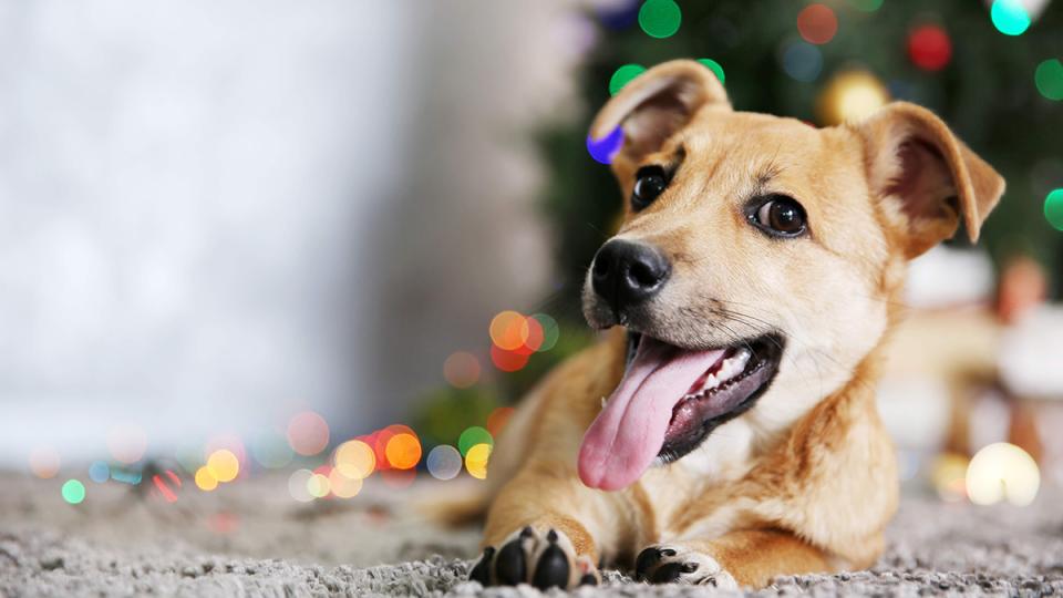 Dog with tongue out in front of holiday tree