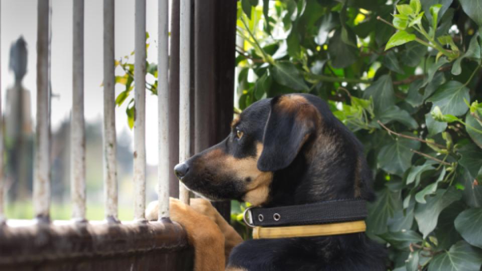 A dog looking over a fence
