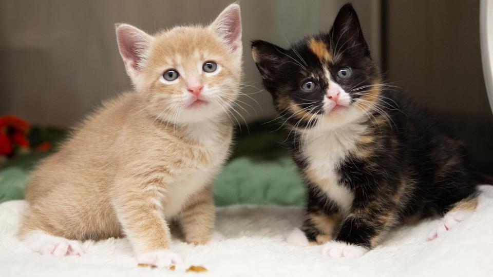 Two kittens being cared for at Animal Humane Society