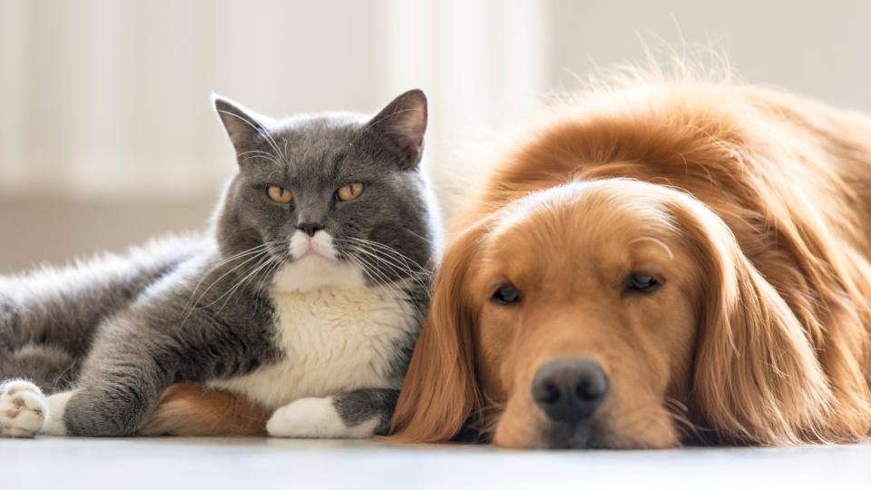 Grey and white cat snuggling with Golden Retriever