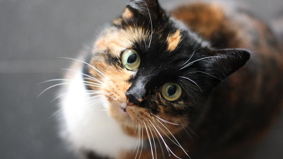A calico cat with green eyes looks up at the camera