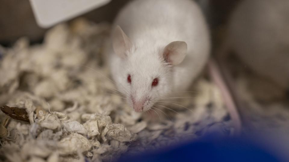 Gemini, a white mouse at AHS
