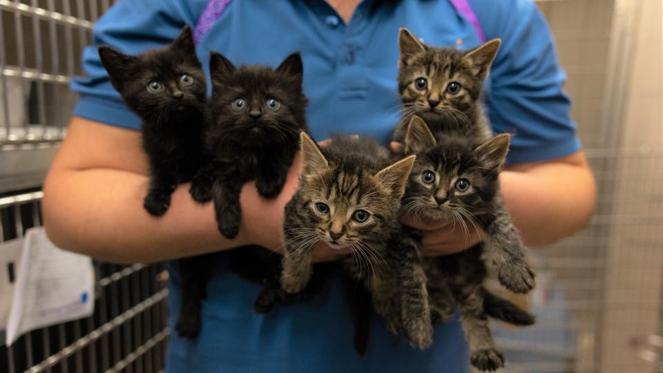 A group of kittens held by AHS staff