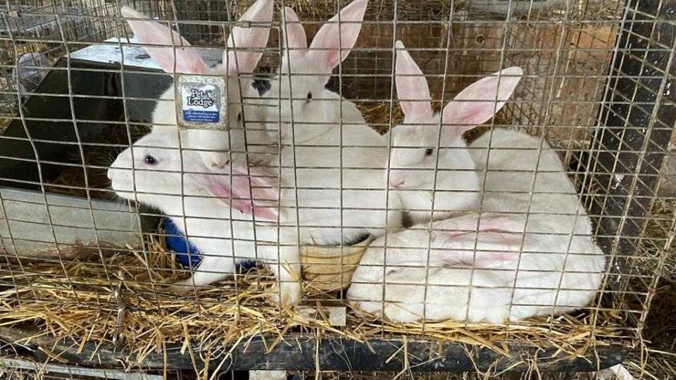 Five white rabbits cramped in a cage