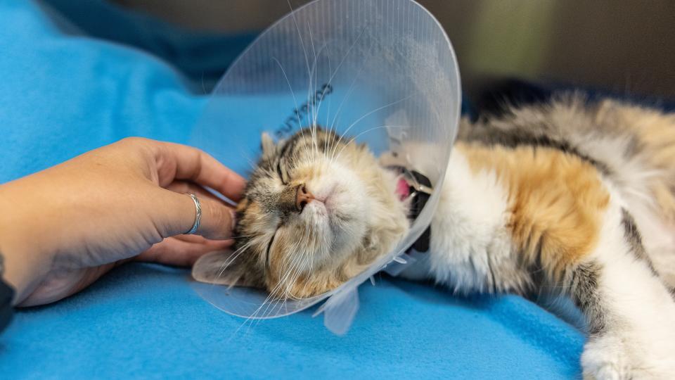 Peach the cat receives post-surgery cuddles