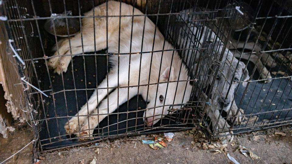 Two dogs rescued from overcrowded, unsanitary conditions laying in adjacent kennels