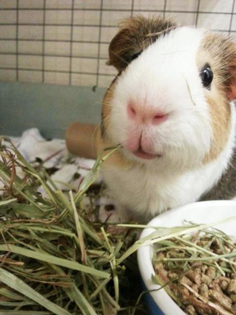 Guinea pig and food pellets