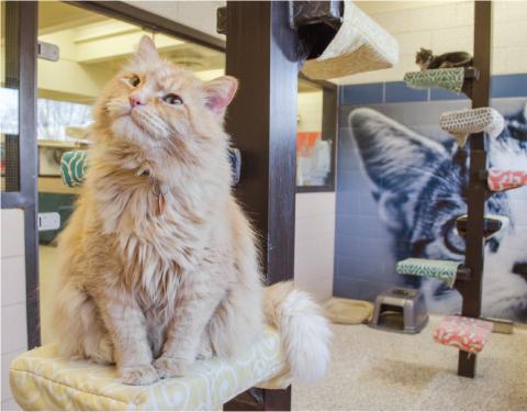 A cat enjoys sitting on a perch in the cat colony room