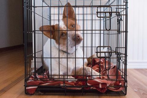 Crate training can help keep your dog calm for the long hours you're away.