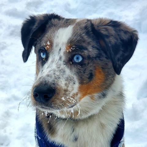Remington Wallen, winner of Top Dogs of Minnesota calendar contest