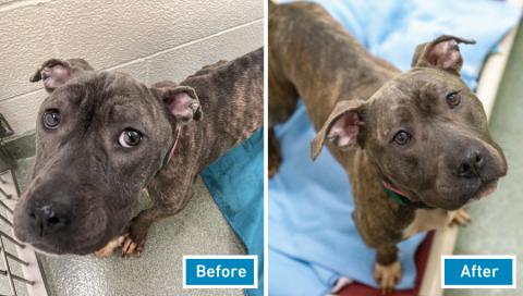 Clover before and after care at AHS