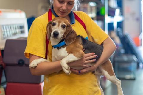 A Beagle held by AHS staff