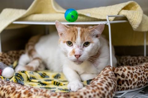 Orange and white cat named Chester surrounded by blankets 