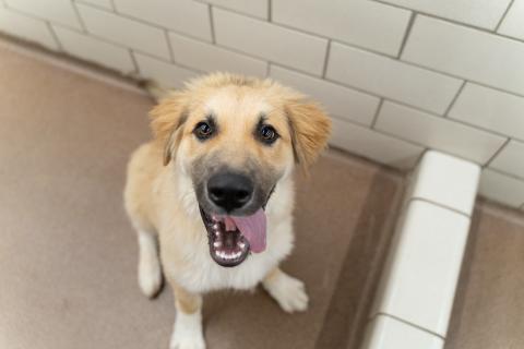 Shelter dog with tongue hanging out