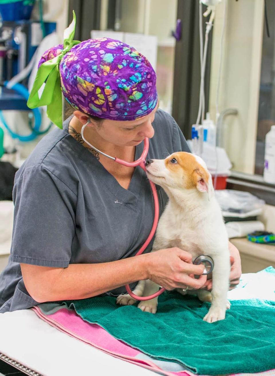 Dental and specialty services | Animal Humane Society