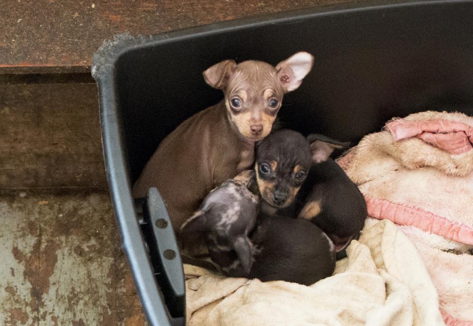 Chihuahuas rescued in humane investigations case